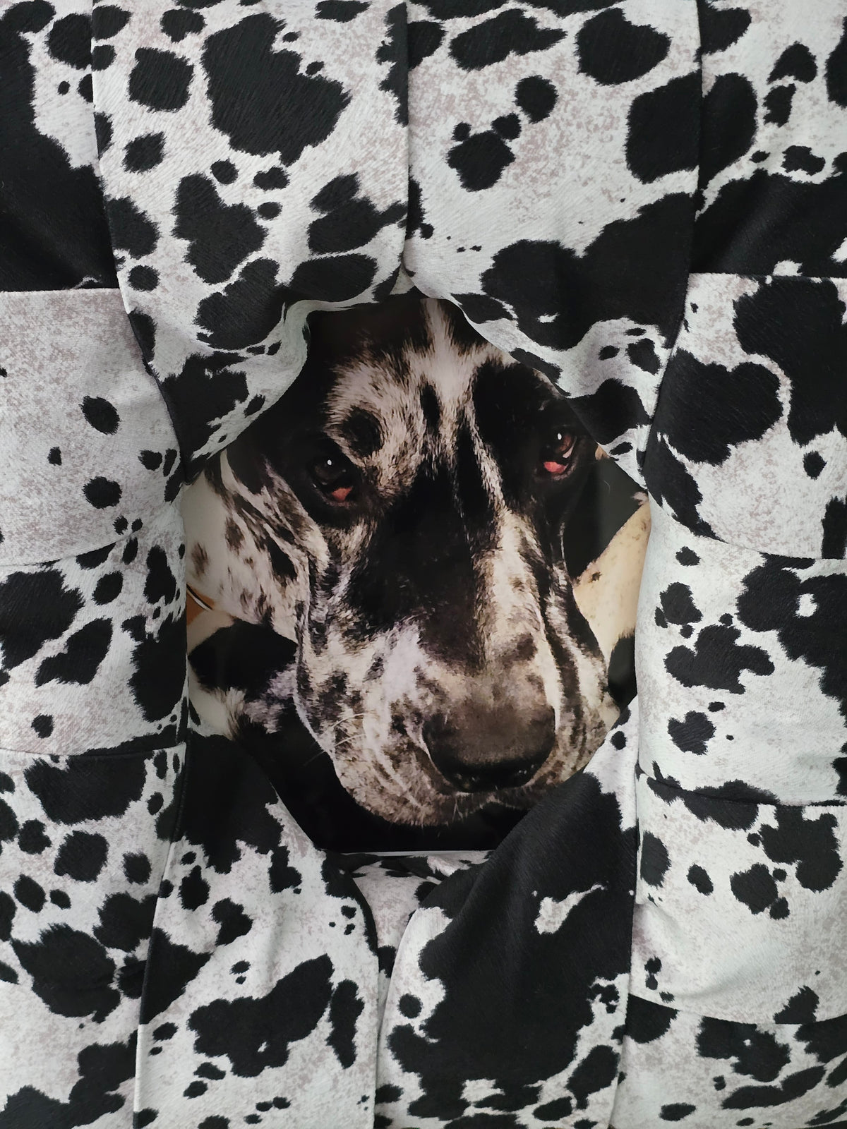 A close-up of a photo of a black and white spotted dog in a matching black and white spotted overstuffed picture frame, with the dog's face peeking through the fabric.